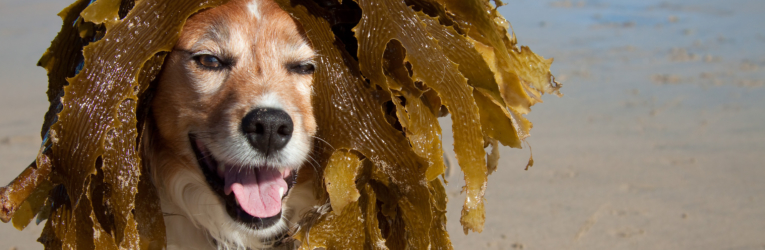 clovelly-seaweed-festival