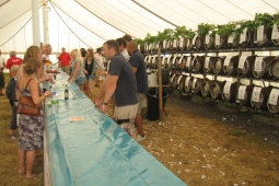Newt Beer Festival
